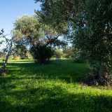 ...e alberi di ulivi e fichi